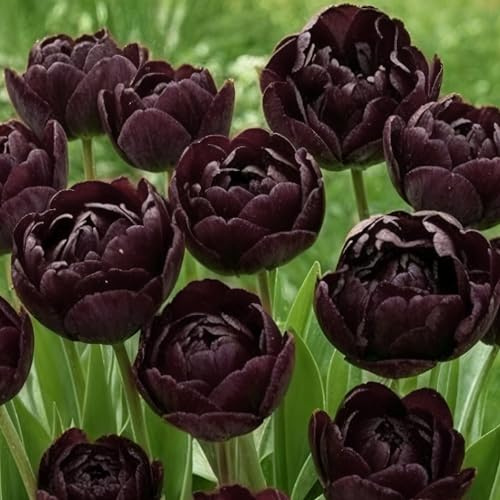Bulbi Fiori Perenni da Esterno - 20 Bulbi Tulipani Double Black Passion - Piante e fiori esclusivi dall'Olanda - per giardino, vasi e balcone (senza semi, non artificiali)