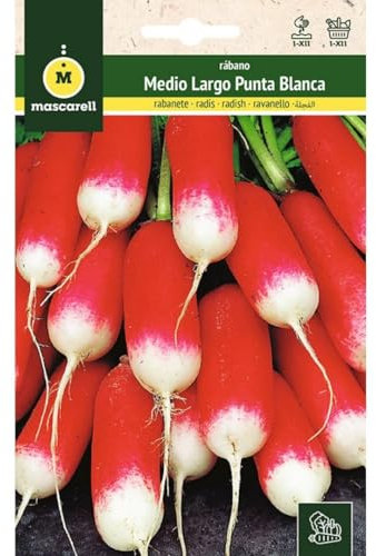 Mascarell Semillas, RÁBANO, Semillas Huerto, RABANITO MEDIO LARGO PUNTA BLANCA, Crea tu Propio Huerto Urbano y Cultivo en Casa, Plantas Hortícolas, 14 Gramos