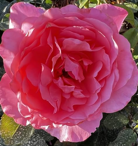 Delightful - Deep Pink Climbing Rose -4L Potted