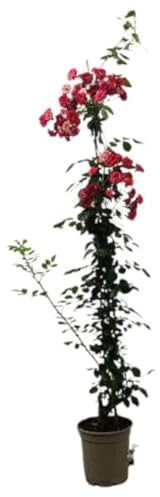 Planta natural Rosal Mini Valla Trepador, 60-70 cm. Enredadera con flores pequeñas y coloridas, ideal para decorar espacios. Segura Garden.