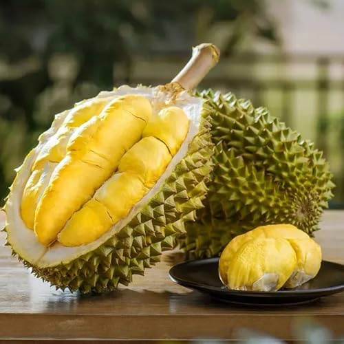 Semillas de durian - jardines resistentes al frío, variedades antiguas, durian exóticas raras, 45pcs