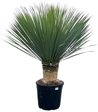 Palmlilie Yucca Rostrata - 45cm Topf - ca. 140 cm hoch