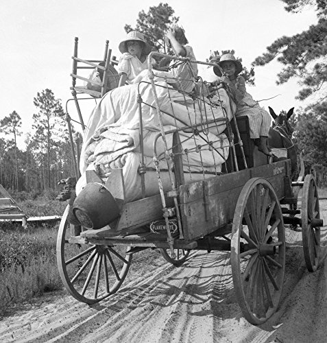 Florida Moving Day 1936 Nmoving Day In Turpentine Pine Forest Country In Florida Photograph By Dorothea Lange 1936 Poster Print by (24 x 36)