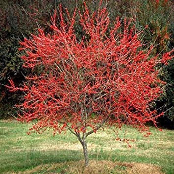 seedsown Semillas zarigüeya Haw árbol de Acebo, Ilex Decidua