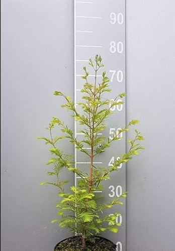 2st. Mammutbaum Set : 1 Riesenmammutbaum 10-15cm + 1 Urweltmammutbaum 50-80cm Sequoiadendron giganteum