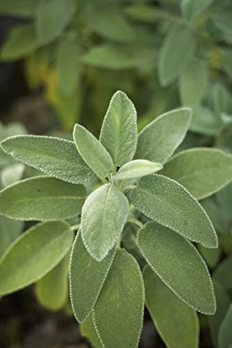 300+ Semi Vera Salvia officinalis Giardino Cucine Erbe pianta medicinale