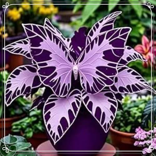 Rizoma Hosta-Richiede poca manutenzione/resistente/Decorazione da giardino/Perfetto per chi è sempre indaffarato.-4Rizoma-D