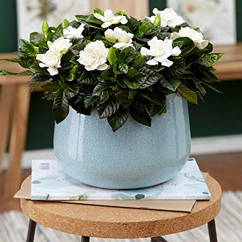 Innenraum immergrüner Strauch 'Gardenia Jasminoides' 12cm getopfte dekorative Pflanze