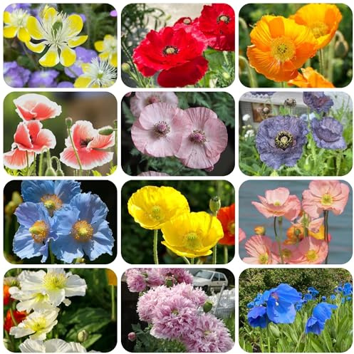 semi di papavero, selvatici da balcone di papavero, ombra da giardino, resistenti all'esterno 150pcs