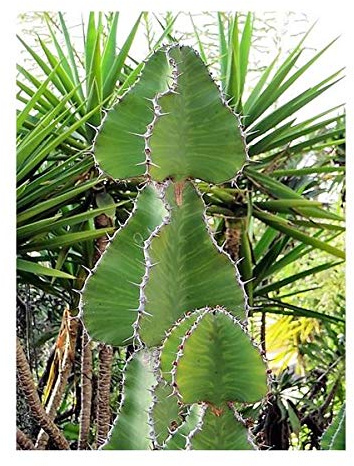 Seeds & Plants Shop by Ipsa Stk - 10x Euphorbia cooperi Kaktus Sukkulenten Pflanzen - Samen B1461 - Seeds Plants Shop Samenbank Pfullingen Patrik Ipsa