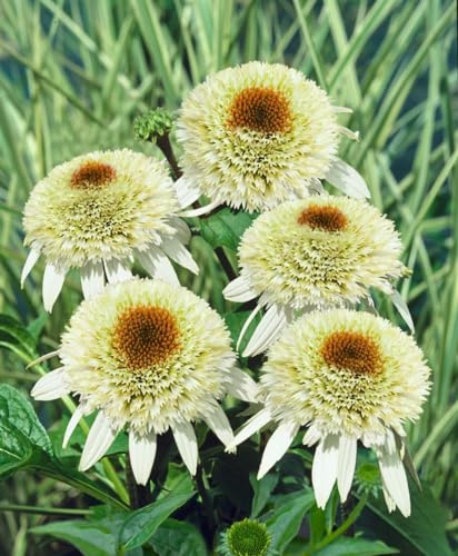 Echinacea purpurea 'Milkshake' 11x11 cm Topf – Winterhart, Mehrjährig, Pflegeleicht – Purpur-Sonnenhut – Staude für Beet & Garten
