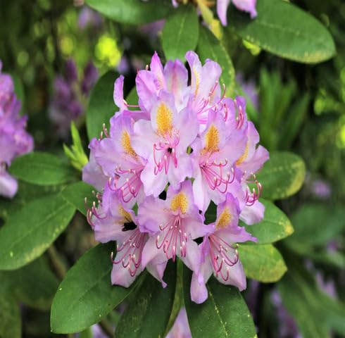 100pcs Purple Rhododendron Azalea Flower Seeds