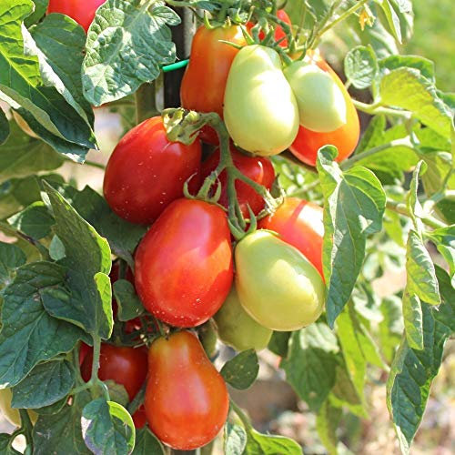 Roma VF Tomatensamen für ca. 20 Pflanzen - resistente Buschtomate, aromatisch