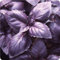 SEEDVALLEY Basilico Rosso Semi Basilicum Semi Semi di Erbe