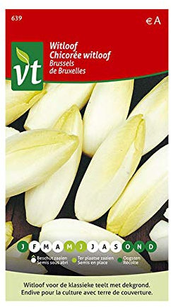 Brussels Witloof Chicory Seeds per gram - 4 g - Seeds per gram: 700