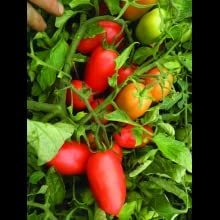 Plantes de tomates San Marzano 5 pinatine Terre di Romagna Made in Italy