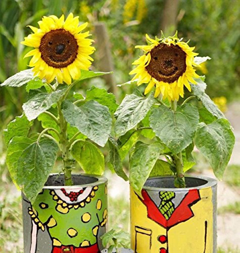 Les graines de tournesol nain Sunspot s'intègrent parfaitement dans un pot sans OGM Paquet de 100 graines