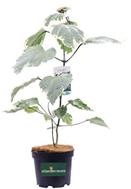 Pianta di Clerodendro Pianta di Clerodendrum diverse varietà pianta da esterno arbusto di Clerodendro pianta ornamentale pianta vera venduta da eGarden.store (Clerodendrum Bungei Pink Diamond)