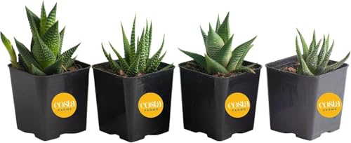 Costa Farms, Succulents, Fully Rooted, Live Indoor Plant, 2.5-Inch Haworthia, in Grower's Pot, 4-Pack