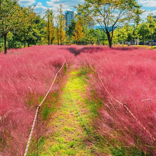 semillas de ornamental resistentes al aire libre Pastos ornamentales resistentes jardín para exterior perennes terraza privacidad exterior, 150pcs