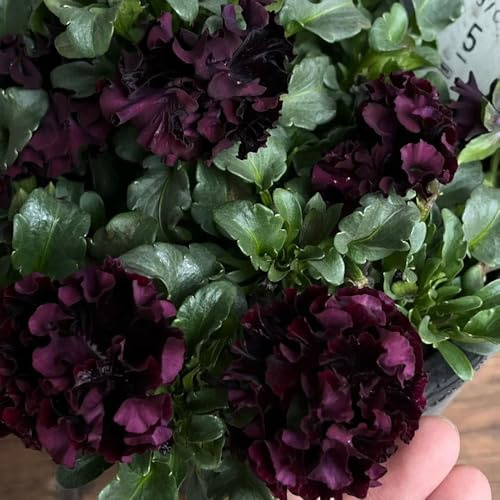 comprar semillas de violeta cuerno, primavera mariposas regalos para jardineros jardín perennes y resistentes s balcón resistentes 400pcs