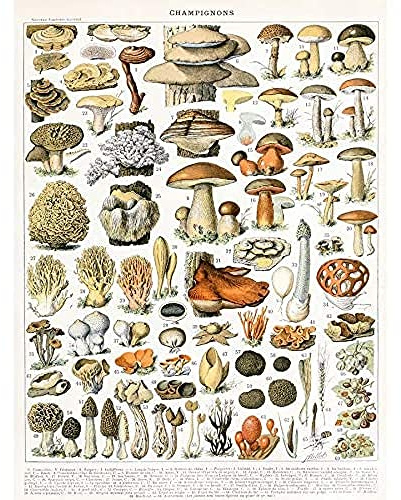 Artery8 Millot Natur Enzyklopädie Seite Pilze Vielfalt Ungerahmter Leinwanddruck 30x40 cm