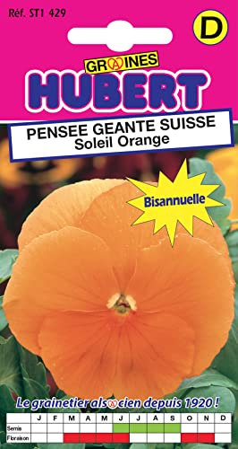 Graines de Pensée géante Suisse Soleil Orange - 0,3 grammes