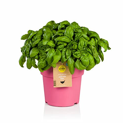 Planta Aromática de Albahaca Italiana Natural - Uso Culinario