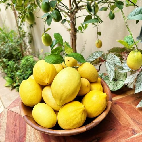 semillas de limonero, orgánicas Semillas de limón resistentes comprar arboles Las de jardín son resistentes 10pcs