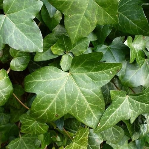 40pz Pianta Hedera Ibernica