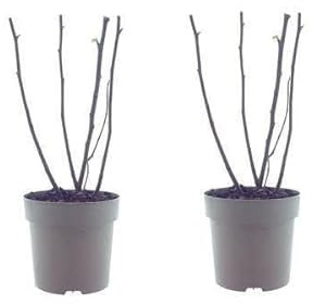 Ficus Bornholm – Feigenbaum – 2 Pflanzen – Ø15cm – Ca. 40cm Höhe – Pflegeleichte Zimmerpflanze mit tropischem Flair – Ideal für Wohnzimmer & Büro