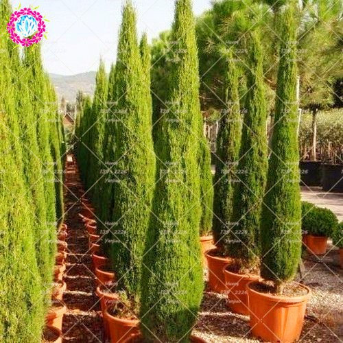 Seeds 20pcs/Bag Cypress Trees Semi Conifer Bonsai Seeds Perennial Plant in Dome Garden Vase