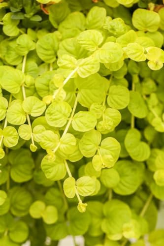 Lysimachia nummularia 'Goldilocks' 9x9 cm Topf – Winterhart, Mehrjährig, Pflegeleicht – Pfennigkraut – Bodendecker für Garten & Beet