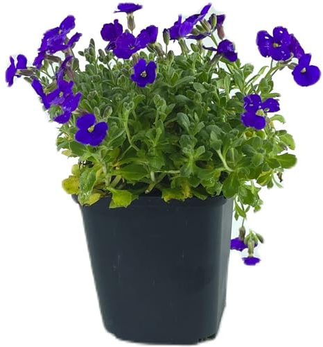 12 Stück Aubrieta Cascade Blue von Intragarten | Blaukissen blühender und winterharter Bodendecker im Topf