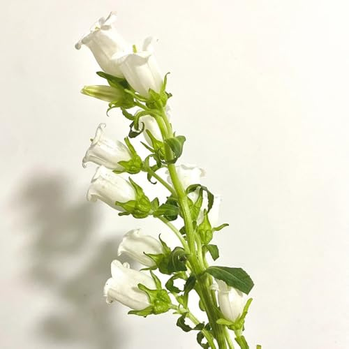 semi di campanula perenni semi biologici per aiuola decorazione di campanule recisi resistenti all'esterno resistenti per il giardino 55pcs