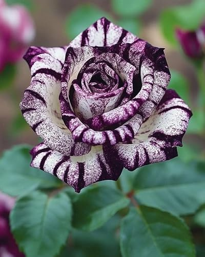 Rosa Rara - Arbusto de rosa perenne resistente - Rizomas bien desarrollados - De fragancia intensa - Ideal para macetas y plantación en suelo-1 root-B