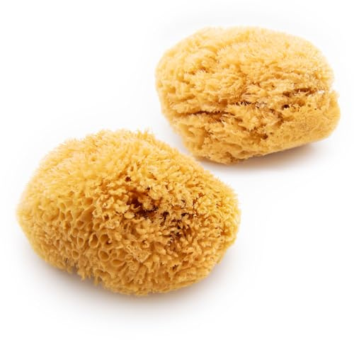 Neptune Caribbean Sea Sponge 2 Pack, Hand Cut, XXL, Approx. 8-9 inches