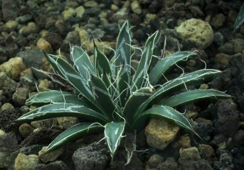 Agave toumeyana Beautiful AGAVE SEMI exotic!: Package Contains Seeds