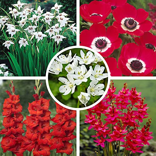 75 x Flower Bulbs Red & White - Gladioli, Anemone, Allium, Gladiolus, Ixia - Easy to Grow Perennials- for Your Beautiful Garden