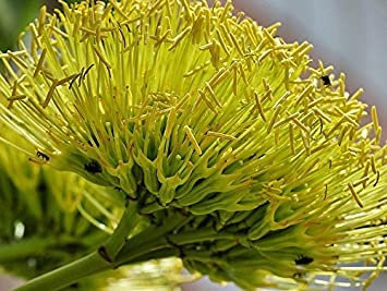 15 Semi Agave americana, Rare grassa secolo Sementi delle piante esotiche Maguey Aloe:Seeds