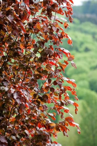 Fagus sylvatica 'Rohan Obelisk' 80-100 cm - Blutbuche, schmale Säulenform, dunkelrote Blätter, ideal für Hecken und Solitärpflanzungen, winterhart