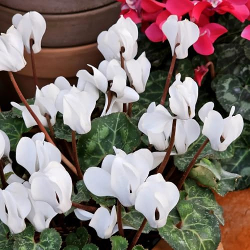 semi di ciclamino da esterno - ciclamino - aiuole rialzate, resistenti di ciclamino to perenni, decorazione autunnale ornamentali, 75pcs