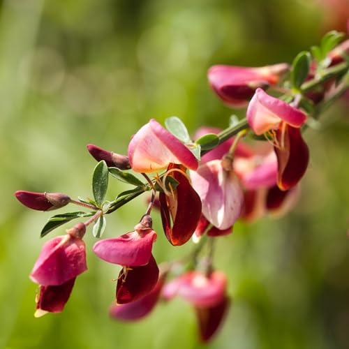semillas de retama de verano balcón semillas silvestres orgánicas primavera exótico variedades antiguas del jardín lugares soleados 500pcs