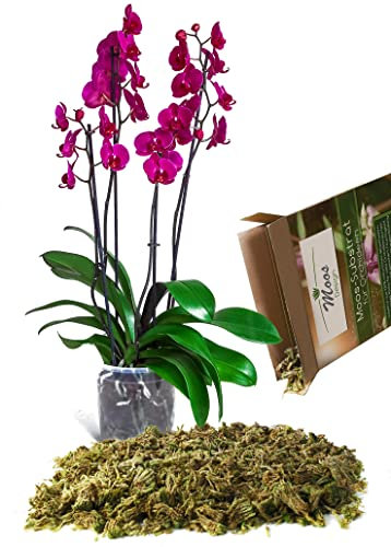 Orchideensubstrat, Orchideenerde, Blumenerde, Sphagnum Moos, Substrat, Granulat, Dünger, Anzucht (125g)