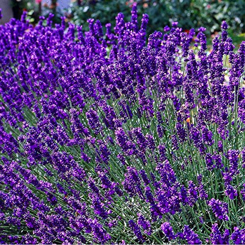 6 x Lavendel Dwarf Blue - Lavandula Angustifolia 'Dwarf Blue' Topf 9x9cm: Kompakte Lavendelsorte mit blauen Blüten.