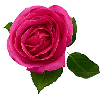 Climbing Rose Plants, 'Zephirine Drouhin', 1 x Full Plant in 5L Pot, Rose Bush, Garden Ready and Ready to Plant, Premium Quality Roses