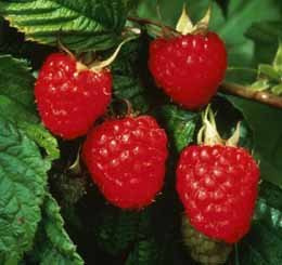 Graines de plantes fruitières de framboise Autumn Bliss Les graines comprennent des instructions paquet de 100 graines