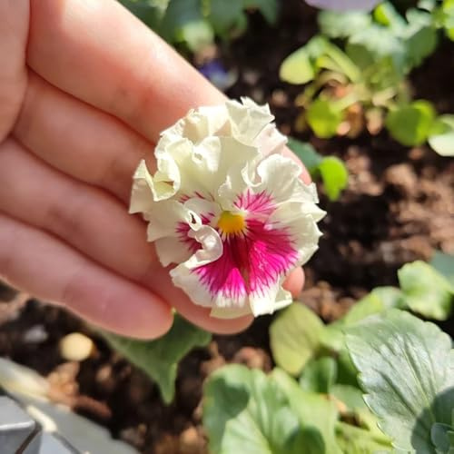 viola del pensiero comprare semi, decorativa da aiuola rialzata resistenti, di giardino balcone 1000pcs