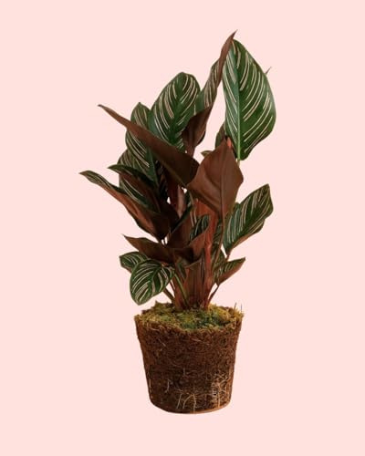 PUR PLANT Calathea Ornata | Calathea de Rayas Rosas Pet Friendly | Planta de Interior Decorativa Tropical | Maceta de Ø14 cm