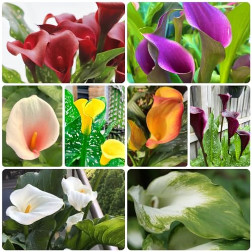 3bulbi di calla sono perenni resistenti, balconi di calle freschi, decorazioni da giardino per esterno da giardino